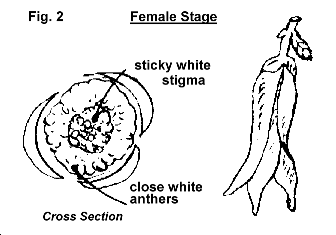 B/W sketch - Flower female stage